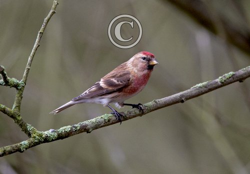 Male Redpoll